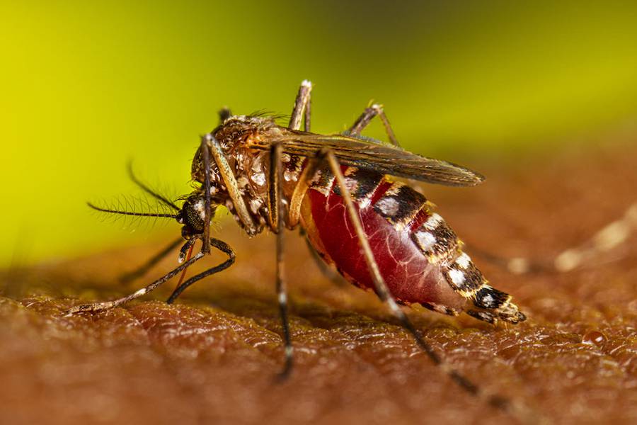 Salud reporta alarmantes cifras de casos de chikungunya