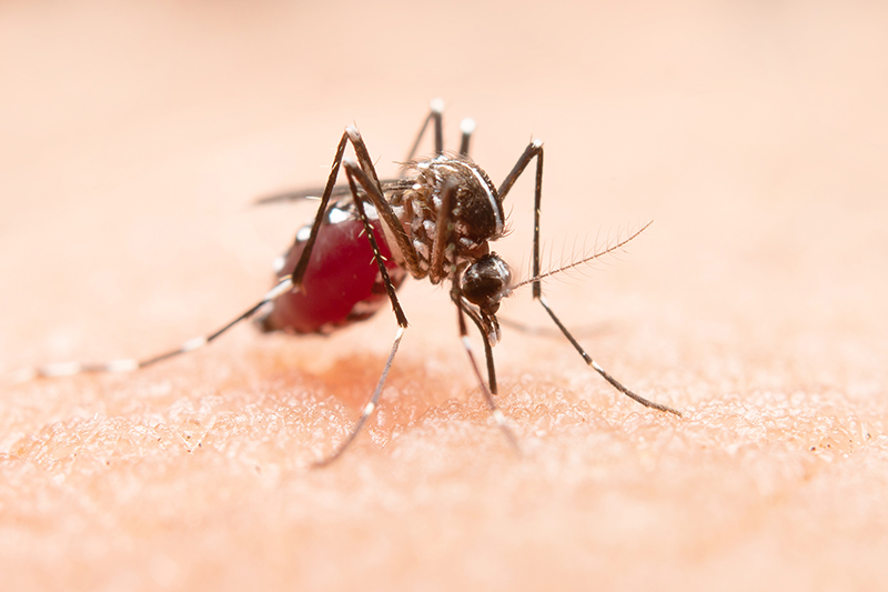 Salud recuerda los síntomas del dengue y chikungunya