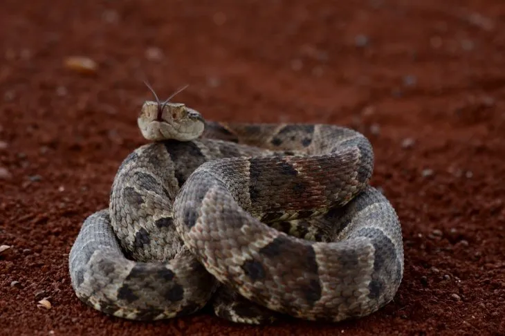 Registran 11 casos de mordeduras de serpientes en los últimos 2 meses