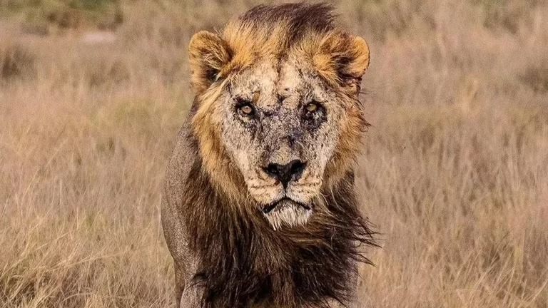 Matan al león en libertad más viejo de África