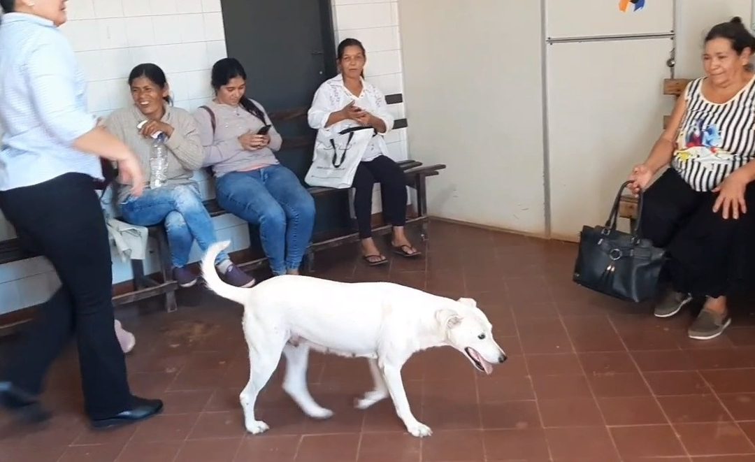 Hospital de San Pedro lanza campaña para frenar el abandono animal