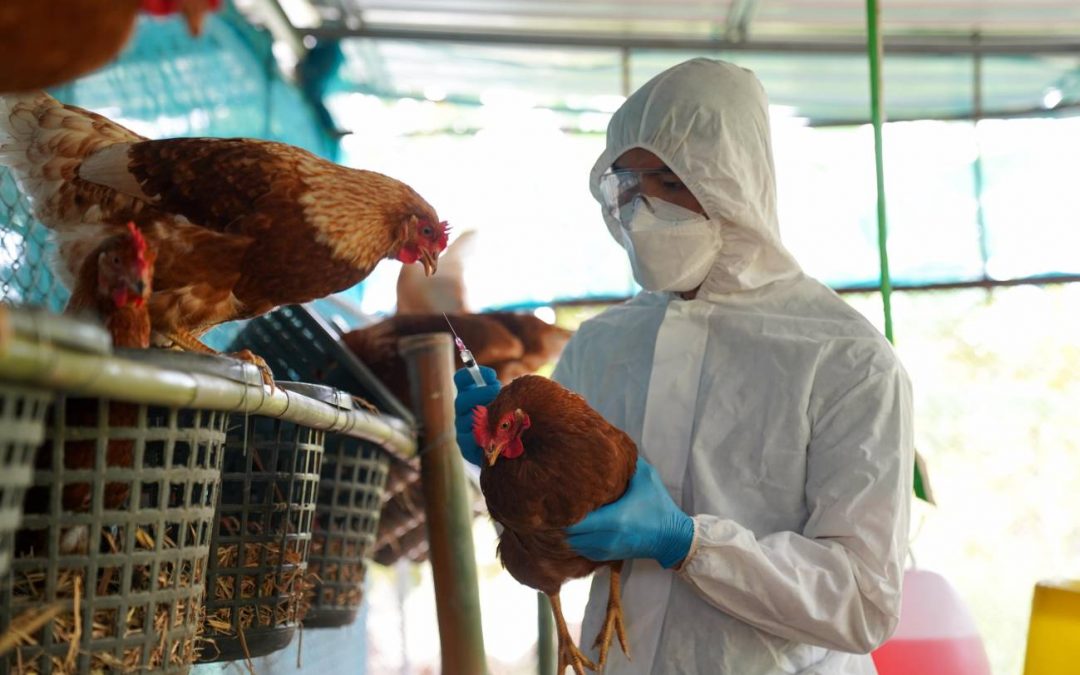 Gripe aviar: confirman casos positivos en Paraguay