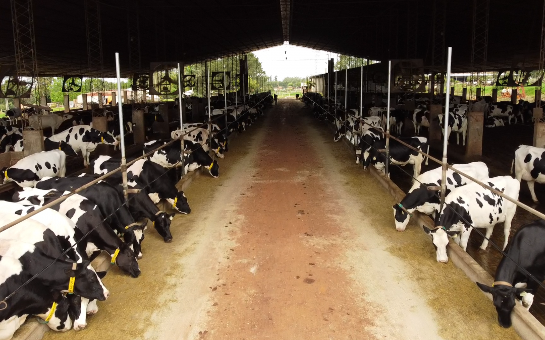 Capainlac resalta producción de leche, pese a la sequía