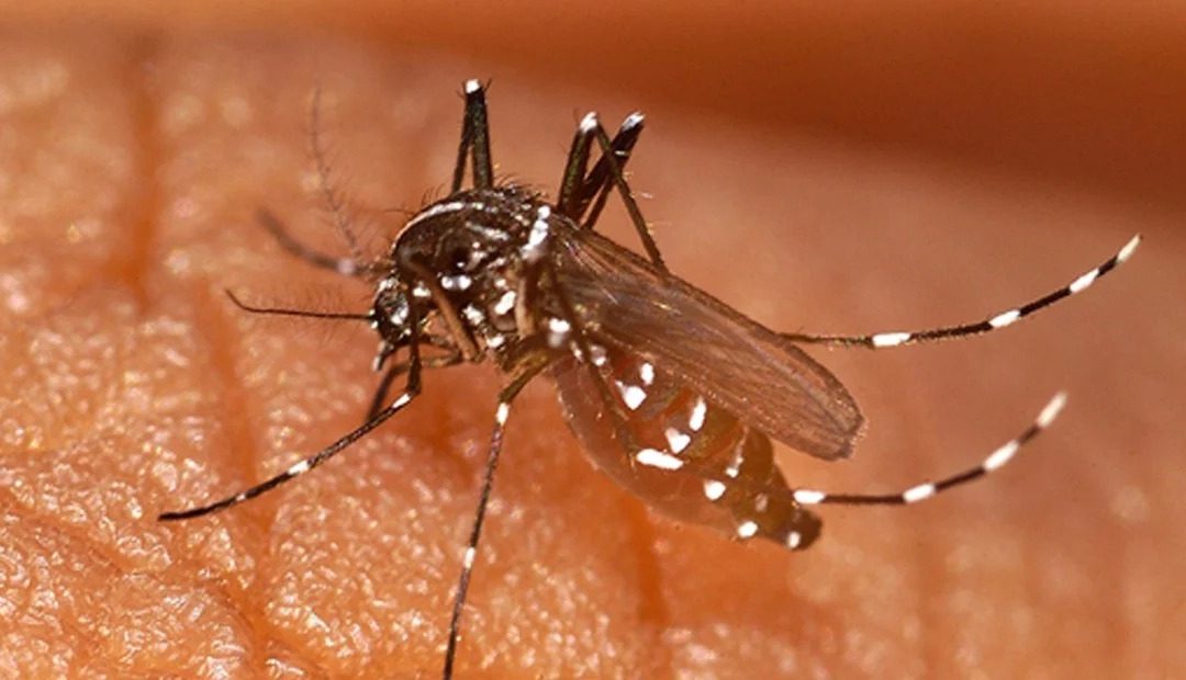 Dengue y chikungunya: reportan sostenido descenso de casos