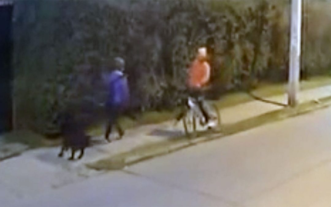 Chile: vecinos denuncian que un ladrón entrenó a su perro para que lo ayude