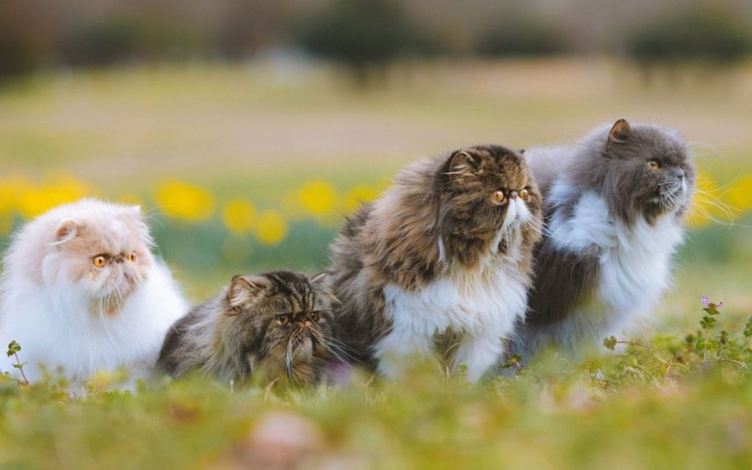 Florida: gatos persas millonarios ya tienen nuevo hogar tras heredar una fortuna