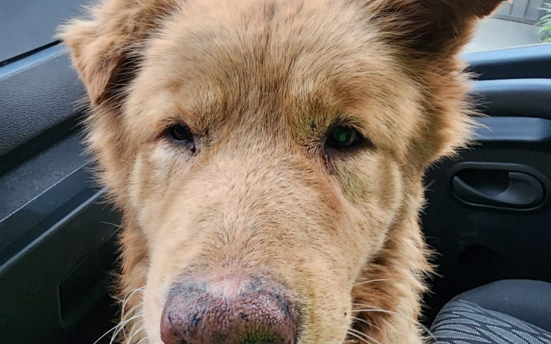 Capiatá: rescatan a perro que estuvo atrapado en alcantarilla durante tres días