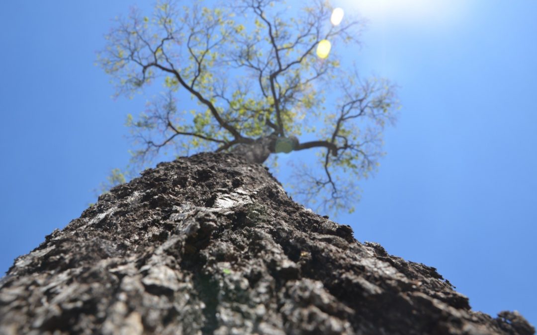 Árbol de mi comunidad: Diez historias compiten en esta categoría de “Colosos de la Tierra”