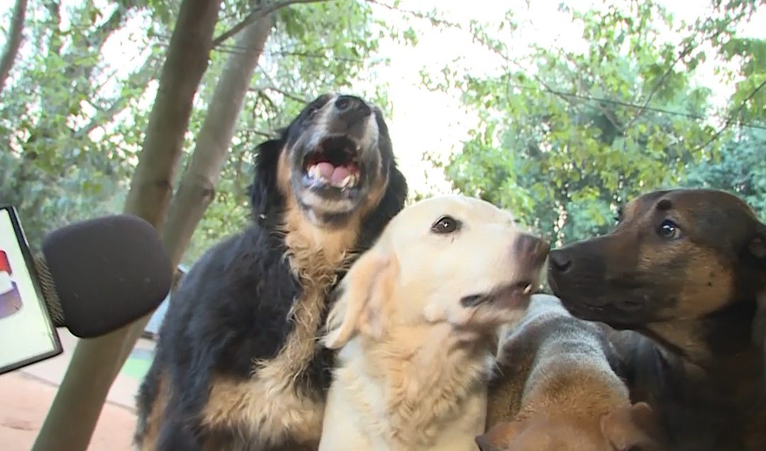 Jagua Renda: Hogar de perros funciona como un santuario terapéutico para personas