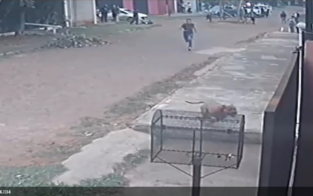 Perro de la raza pitbull es asesinado a puñaladas, luego de atacar a otro canino