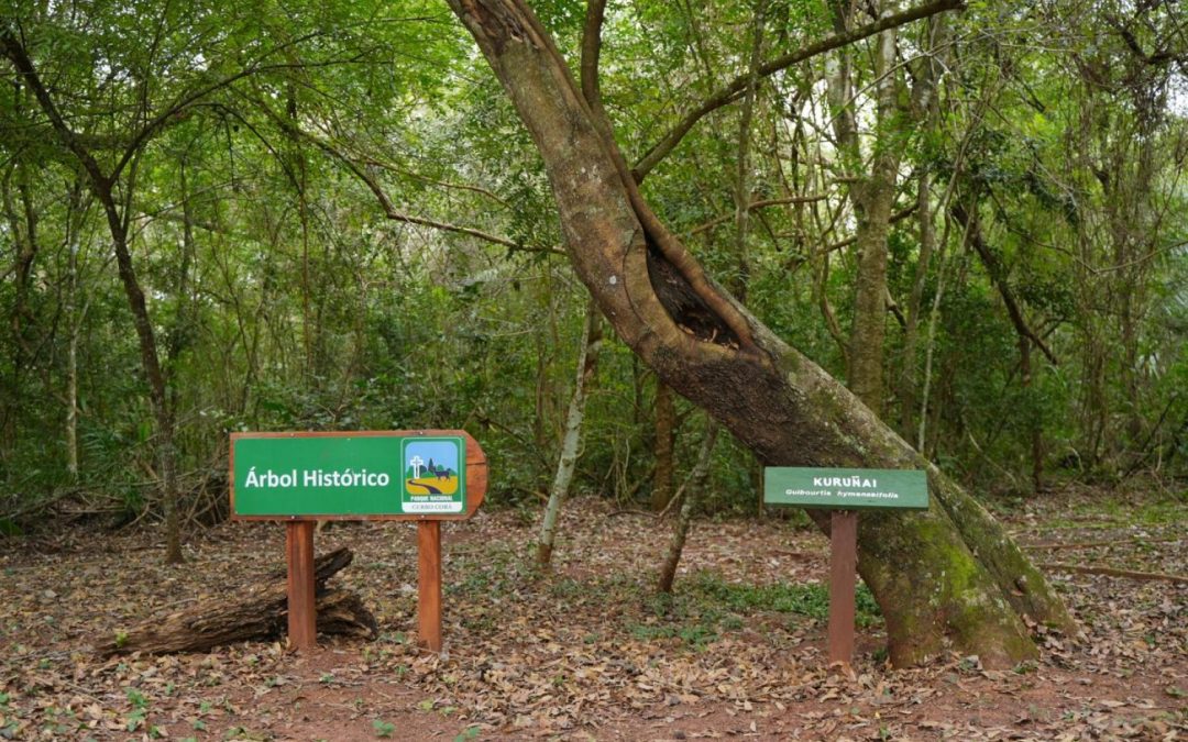 Colosos de la Tierra: El “Árbol histórico” del Parque Cerro Corá se convierte en el primer ganador