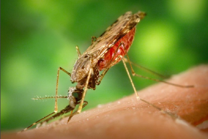 Salud detectó un caso importado de malaria