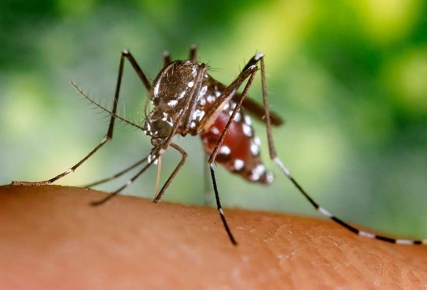 Salud reporta progresivo aumento de casos de dengue