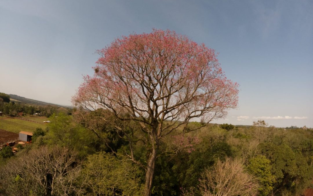 Colosos de la Tierra: el árbol más grande del Paraguay es un Lapacho rosado de Bella Vista Sur