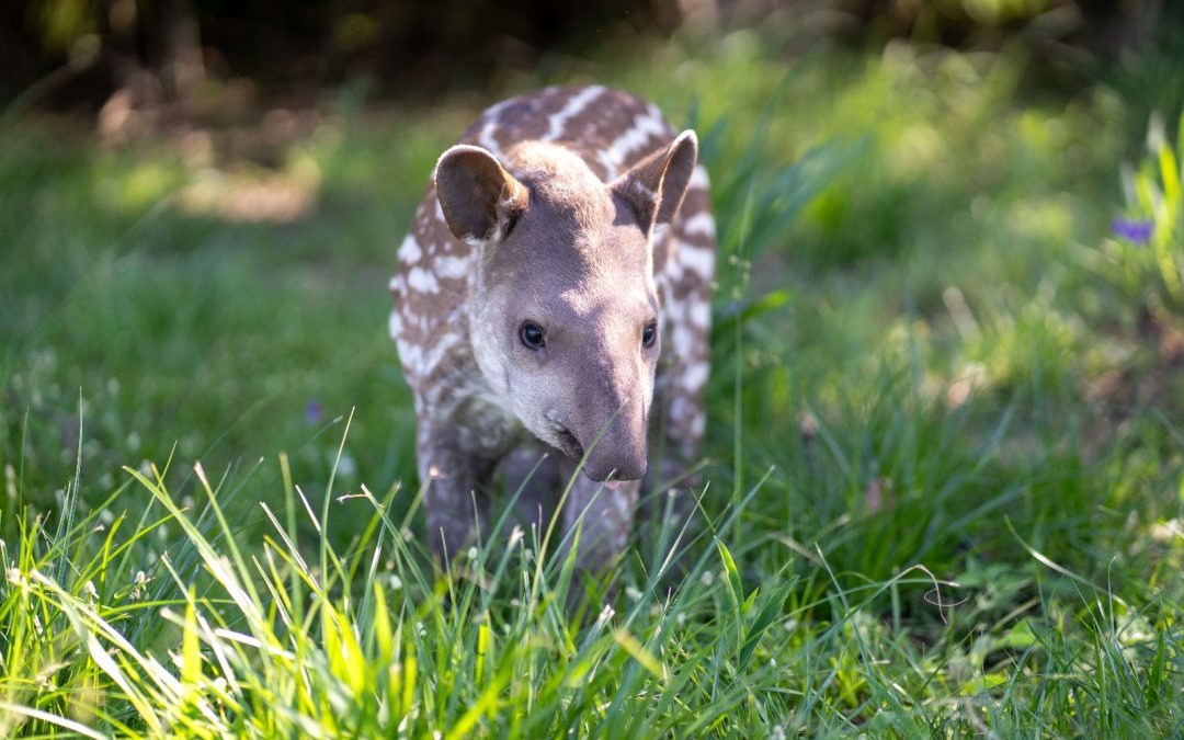 Logran tercera reproducción exitosa de tapir en refugio de Yacyretá