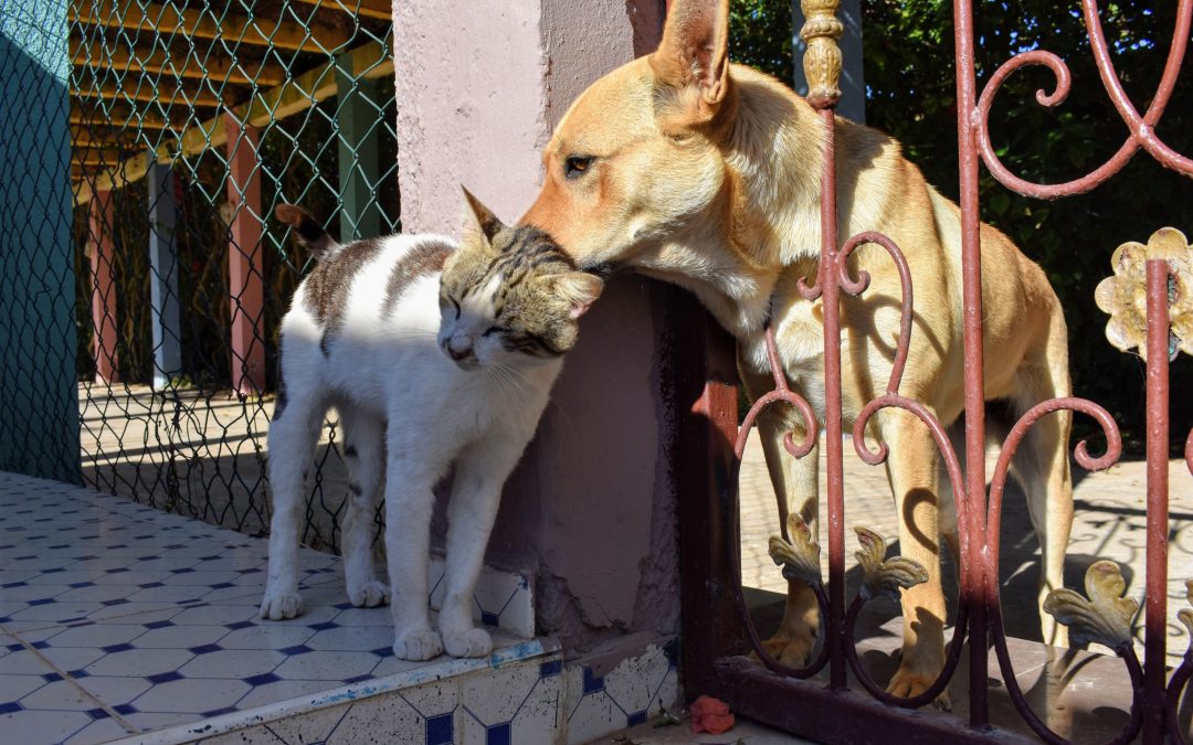 Paraguay, entre los mejores países en tenencia responsable de mascotas en América Latina