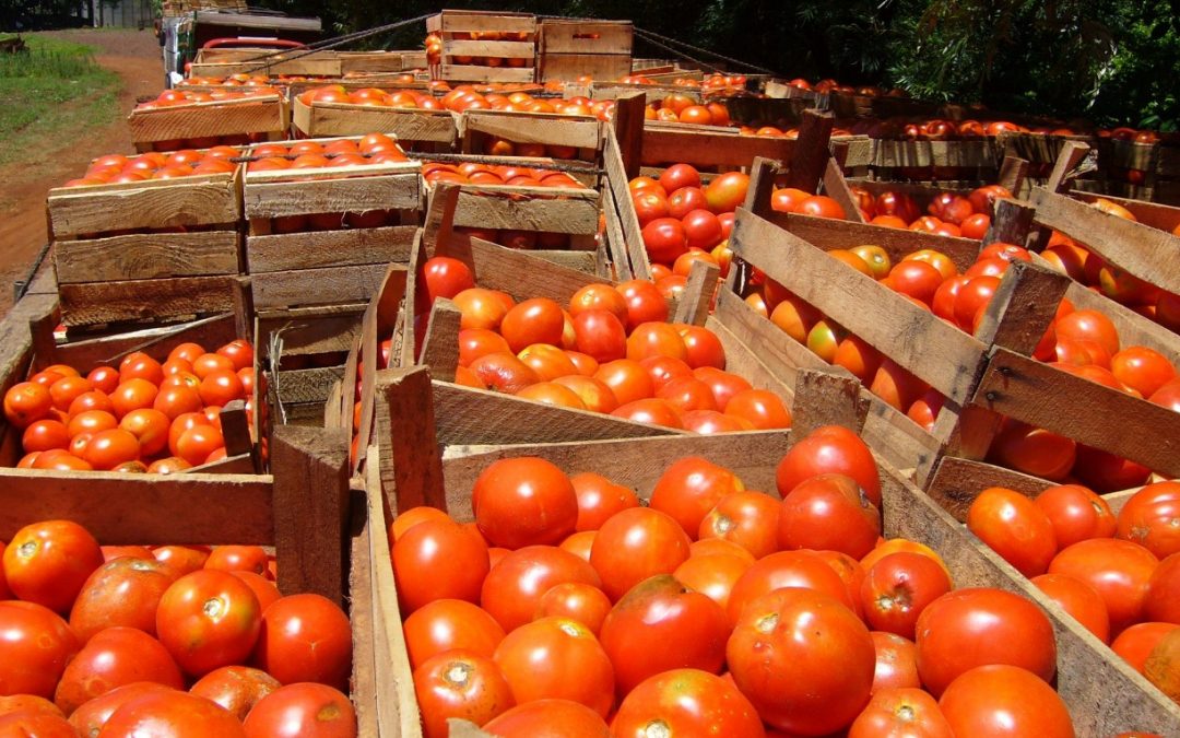 MAG anuncia tres ferias simultáneas de tomate para este miércoles