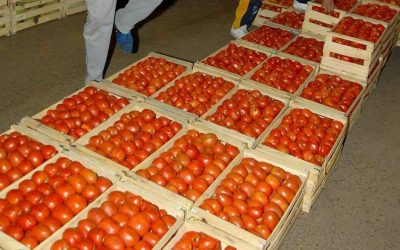 Presionan con aumento en precio del tomate tras el fuerte control al contrabando, aseguran