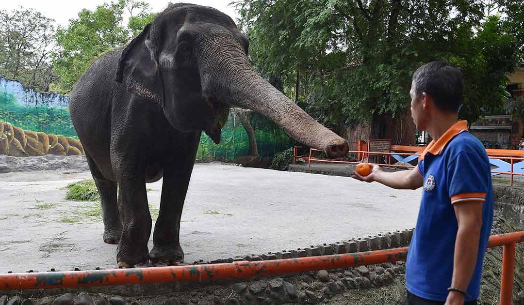 Murió “Mali”, el único elefante que quedaba en Filipinas luego de casi 50 años en cautiverio