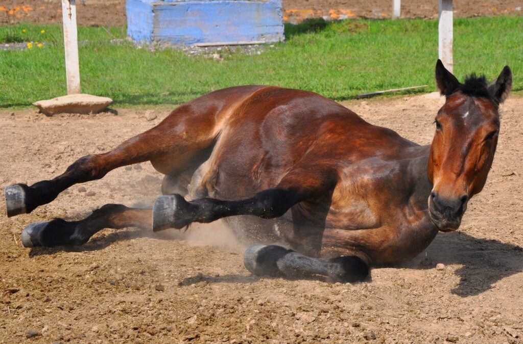Confirman casos de encefalomielitis en caballos en Argentina