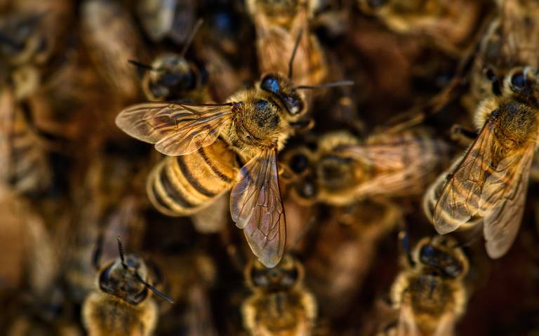 Luque: Un hombre falleció tras un terrible ataque de abejas