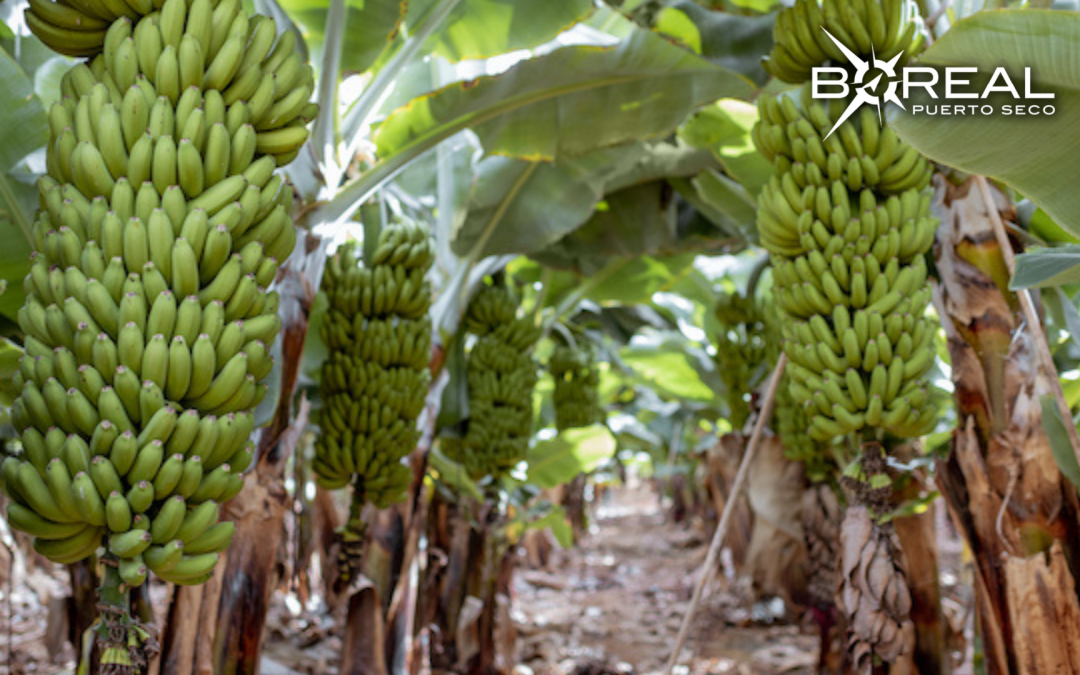 Exportación de banana: Paraguay supera récord registrado el 2021