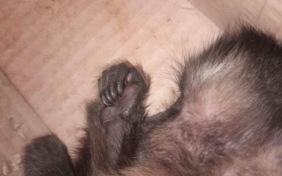Defensa Animal presenta denuncia formal en el caso del mono capuchino
