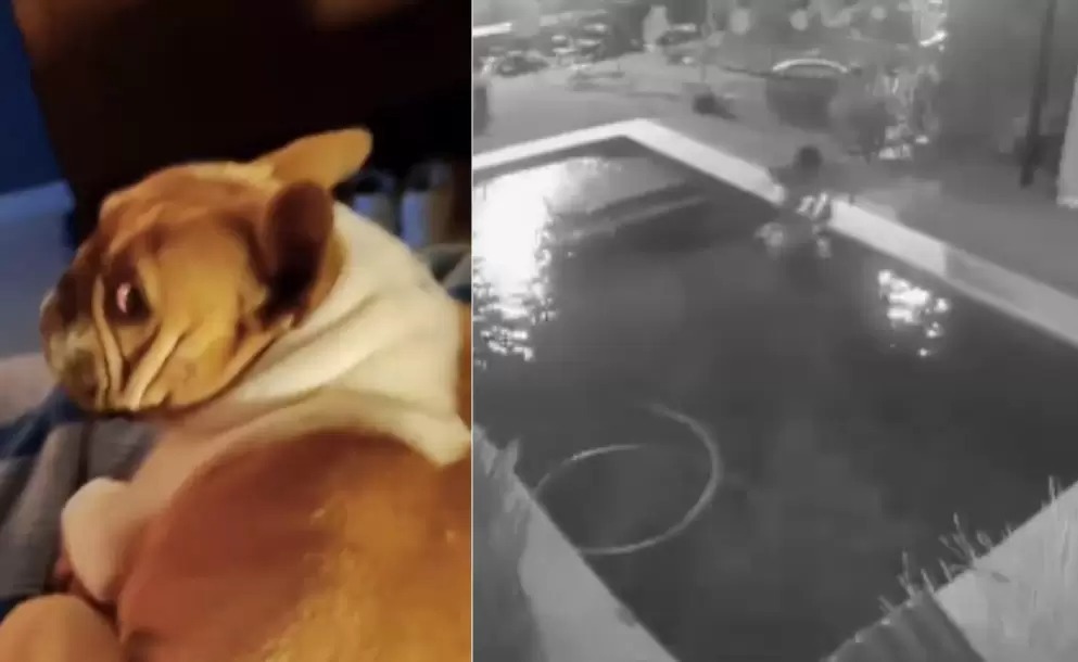 Argentina: adolescente ahogó a un perro para robar una garrafa