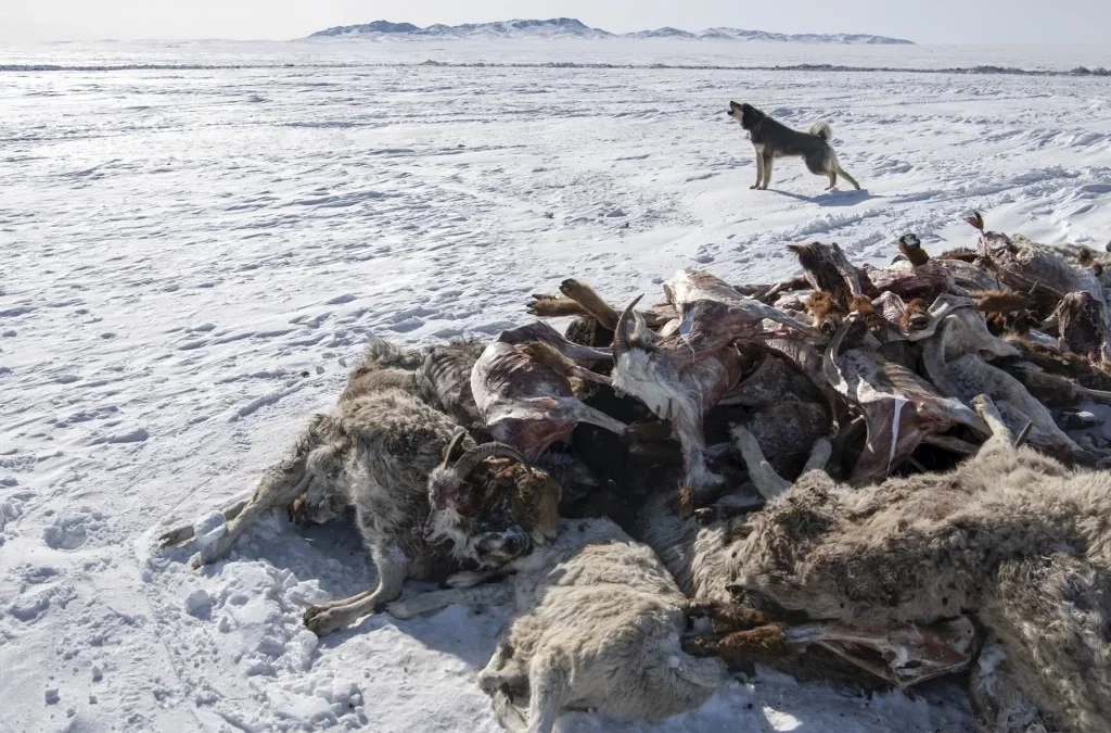 Mongolia: Frío extremo provoca la muerte de más de 2 millones de cabezas de ganado