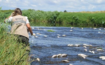 Funcionarios del Mades verifican arroyo Ytay por mortandad de peces