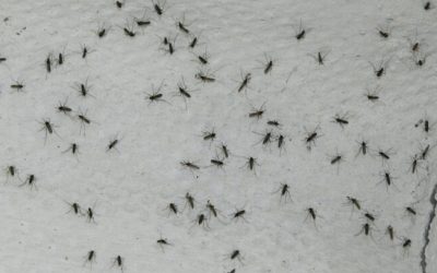 Argentina: registran una alarmante invasión de mosquitos en Buenos Aires