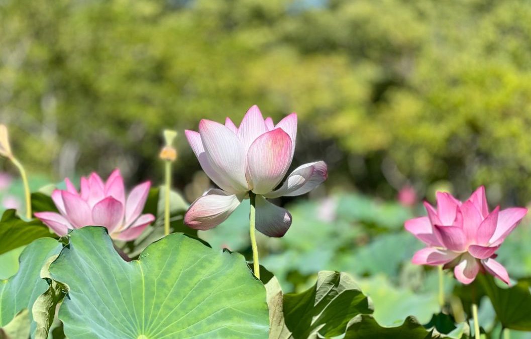 Contemplan belleza de flores de loto en Parque Ñu Guasú