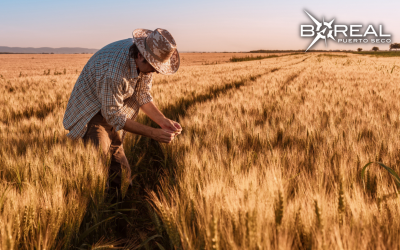 CAPECO reporta notable aumento de más del 100% en envíos de trigo