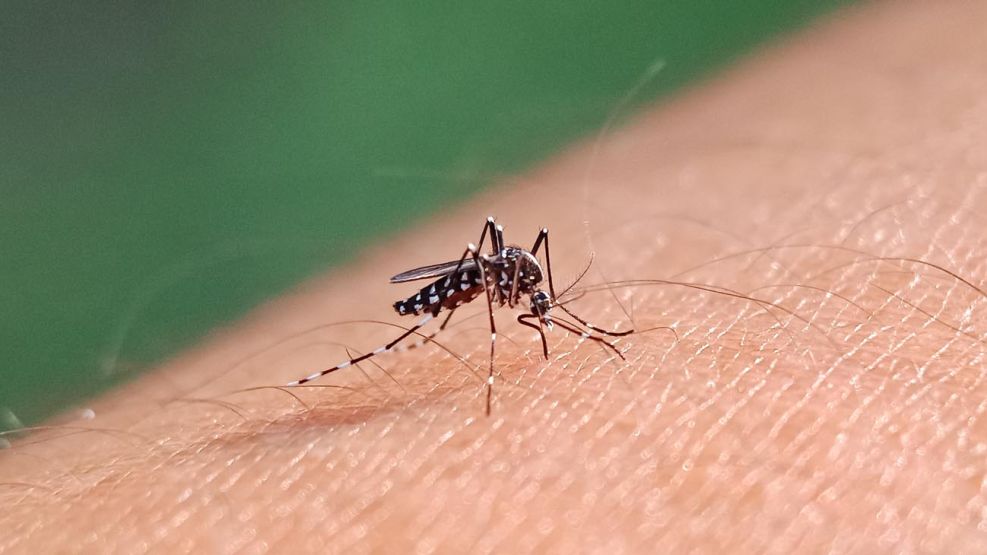 Epidemia de dengue y chikungunya sigue en aumento aseguran desde Salud