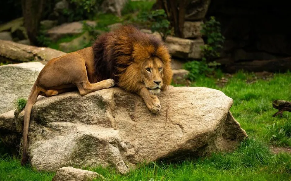 India: Hombre muere tras intentar tomarse una selfie con un león