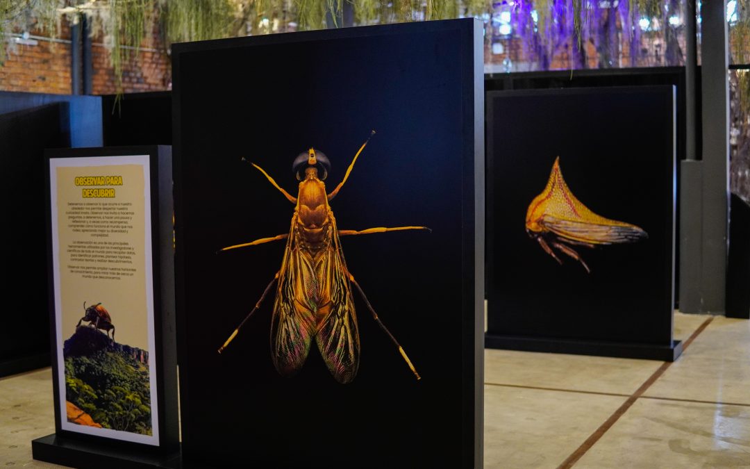 MuCi revela fascinante exhibición de insectos autóctonos del Paraguay
