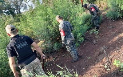 Amambay : Operación CUT ataca el narcotráfico y desmantela redes criminales