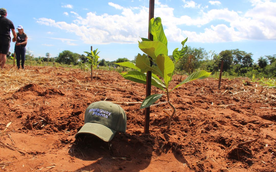 3.700 nuevos árboles nativos se sumaron a octava edición de Paraguay Planta