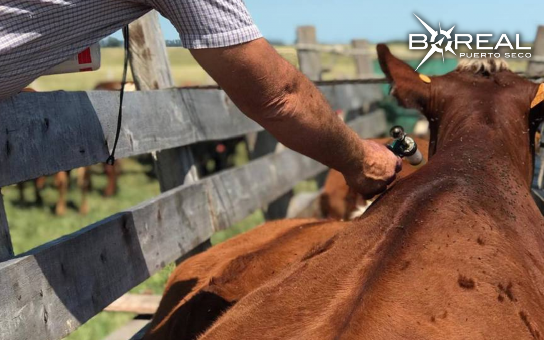 Más de 6 millones de bovinos inmunizados contra la aftosa