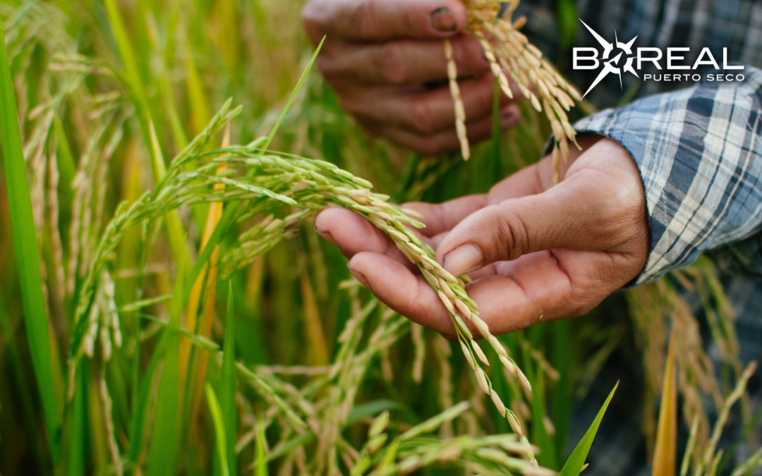 Feparroz registra un avance del 70% en producción de arroz pese a ola de calor