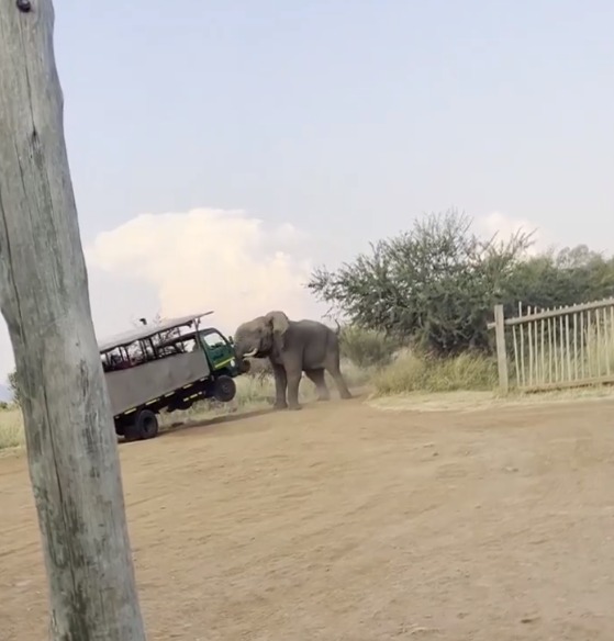 Sudáfrica: elefante levantó un camión de safari y causó pánico entre turistas