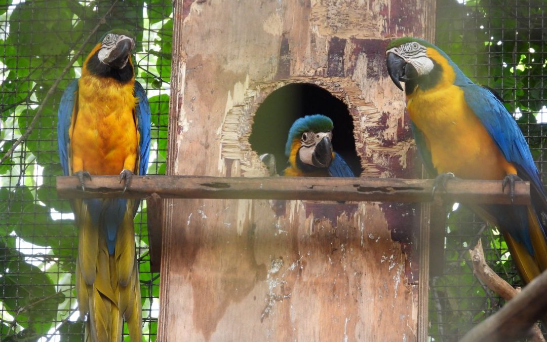 Cinco ejemplares de guacamayos nacen en centro ambiental de Itaipú