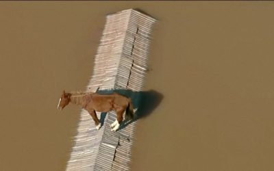 Conmovedor rescate de un caballo en medio de las inundaciones en Brasil