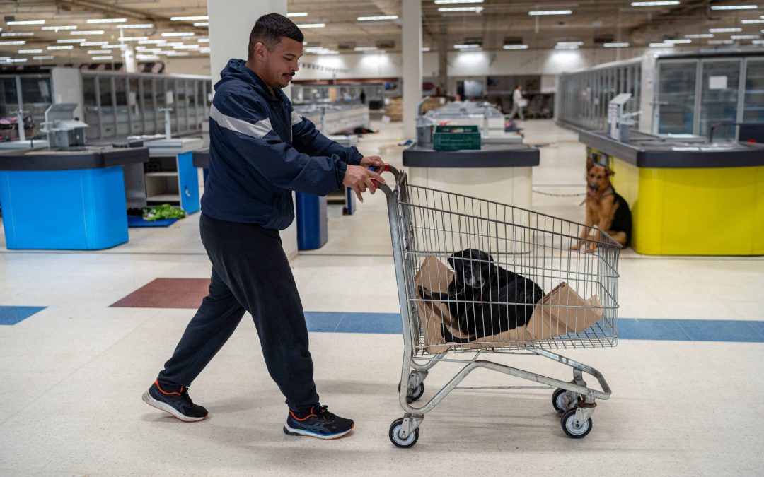 Brasil: antiguo hipermercado se convirtió en un refugio de animales rescatados de la inundación