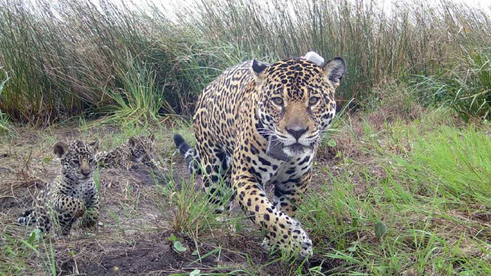 Tres cachorros de yaguareté paraguayo nacieron en territorio argentino