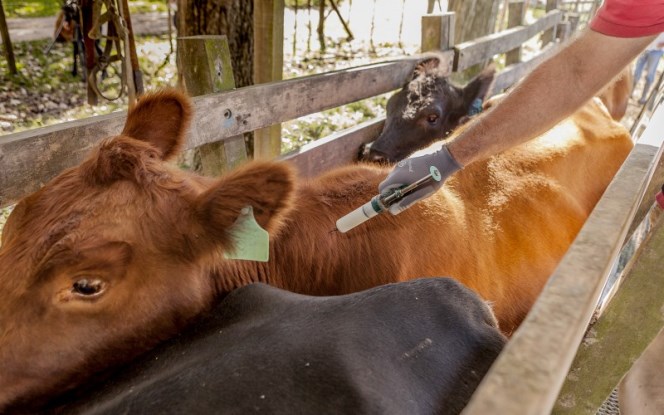 Senacsa extiende periodo de vacunación contra fiebre aftosa y brucelosis bovina