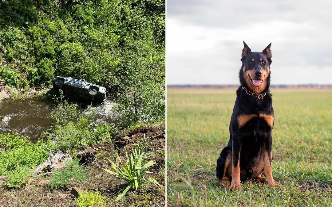 EE.UU.: perro corrió 6 km en busca de ayuda para su dueño que sufrió accidente