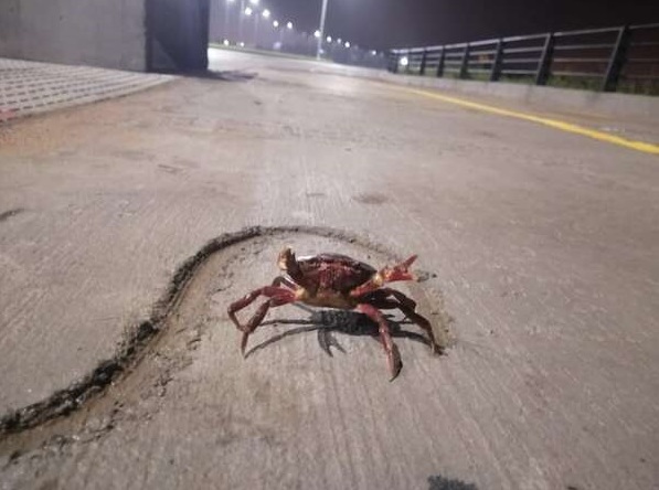 Inusual avistamiento: Piden no dañar a cangrejos rojos que aparecen en la Costanera Sur