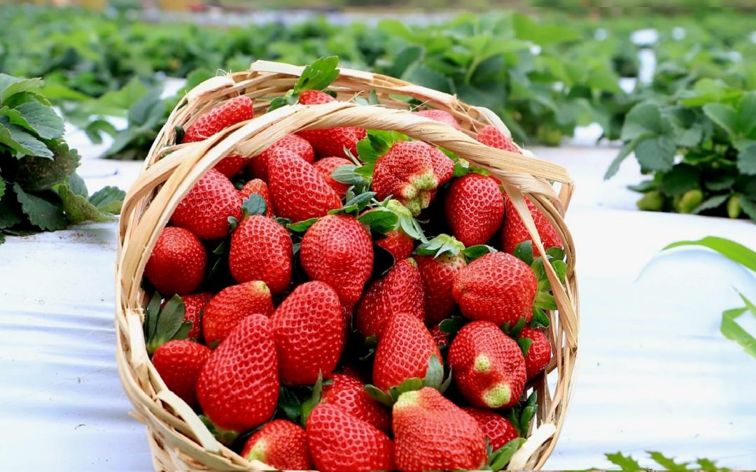 Temporada de frutilla: inicia cosecha con producción de calidad y expectativa de buenas ventas