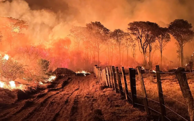 Mato Grosso do Sul declaró emergencia por las llamas que arrasan el Pantanal